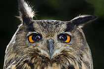 Eagle owl (Bubo bubo) portrait with translucent nictitating membrane in mid-blink, captive