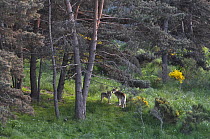 Two wild European Grey wolves (Canis lupus) in forest, Carpathian Mountains, Eastern Europe