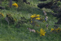 Wild European Grey wolves (Canis lupus) walking in a line, Carpathian Mountains, Eastern Europe