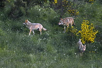 Three wild European Grey wolves (Canis lupus) Carpathian Mountains, Eastern Europe