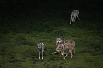 Five wild European Grey wolves (Canis lupus) Carpathian Mountains, Eastern Europe