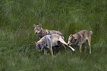 Three wild European Grey wolves (Canis lupus) playing, Carpathian Mountains, Eastern Europe