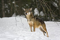 European Grey wolf (Canis lupus italicus) in snow, captive, Alpha Park, Parc National du Mercantour, Alps, Southern France