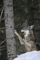 European Grey wolf (Canis lupus italicus) clawing at tree with dead robin in its mouth, captive, Alpha Park, Parc National du Mercantour, Alps, Southern France
