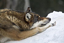 European Grey wolf (Canis lupus) resting its head on its paws, captive, Parc National du Mercantour, Alps, Southern France