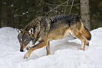 European Grey wolf (Canis lupus italicus) walking through snow, captive, Alpha Park, Parc National du Mercantour, Alps, Southern France