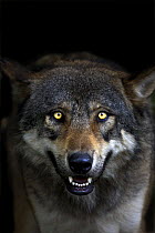 European Grey wolf (Canis lupus) snarling, showing teeth, captive, Parc National du Mercantour, France