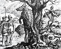 Even today, hanging wolves is considered a deed of justice and a symbolic act, just as in this ancient engraving.