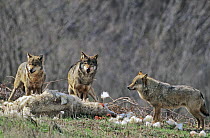Three wild European Grey wolves (Canis lupus) feeding on dead sheep, Tuscany, Italy
