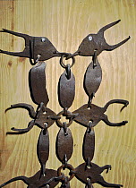 The traditional iron collar used to protect sheepdogs from Wolf bites, Europe