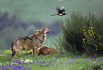 European Grey wolf (Canis lupus) protecting his kill from a magpie, Tuscany, Italy
