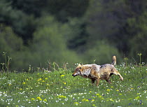 Wild European Grey wolf (Canis lupus) scent marking its territory, Tuscany, Italy