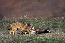 Wild European Grey wolf {Canis lupus} rolling on a dead badger, Tuscany, Italy.
