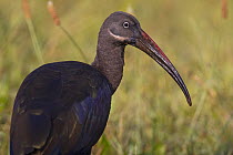 Hadada ibis (Bostrychia hagedash) adult, Kaffa, Southern Ethiopia, East Africa December 2008