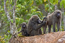 Olive / Anubis baboon (Papio anubis) group grooming, Kaffa, Southern Ethiopia, East Africa December 2008