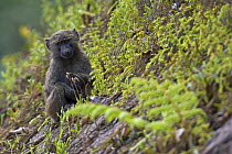 Olive / Anubis baboon (Papio anubis) young sitting on steep slope, Kaffa, Southern Ethiopia, East Africa December 2008