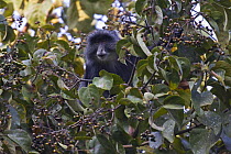 Blue / Gentle / Sykes monkey (Cercopithecus mitis) feeding on figs in forest canopy, Kaffa, Southern Ethiopia, East Africa December 2008