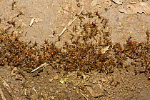 Driver / Safari / Army ant (Dorylus sp.) column on forest floor, Kaffa zone, Southern Ethiopia, East Africa December 2008