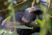 Blue / Sykes / Gentle monkey (Cercopithecus mitis) hiding among vegetation, Kaffa, Southern Ethiopia, East Africa December 2008
