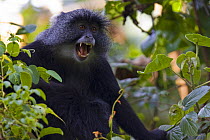 Blue / Sykes / Gentle monkey (Cercopithecus mitis) screaming, Kaffa, Southern Ethiopia, East Africa December 2008