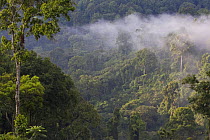 Afromontane cloud forest, Boginda, Kaffa Zone, Southern Ethiopia, East Africa December 2008