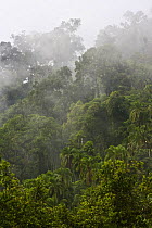 Dense vegetation in old-growth Afromontane cloud forest, Mankira, Kaffa Zone, Southern Ethiopia, East Africa December 2008