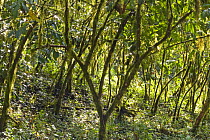 Pure Wild coffee (Coffea arabica) forest in Mankira,  Kaffa Zone, Southern Ethiopia, East Africa December 2008