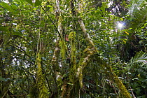 World's largest and oldest plant of Wild coffee (Coffea arabica) Forest of Mankira,  Kaffa Zone, Southern Ethiopia, East Africa December 2008