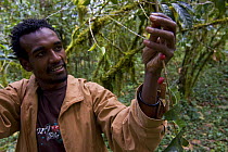 Man examines Wild coffee (Coffea arabica) beans in the forest of Mankira,  Kaffa, Southern Ethiopia, East Africa December 2008