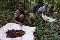 Indigenous people collect low-quality Wild coffee (Coffea arabica) beans fallen from trees after storm in the forest of Mankira,  Kaffa, Southern Ethiopia, East Africa December 2008