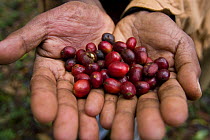 A handful of ripe Wild coffee (Coffea arabica) beans in the forest of Mankira,  Kaffa, Southern Ethiopia, East Africa December 2008