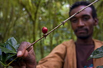 Man examines Wild coffee (Coffea arabica) beans in the forest of Mankira,  Kaffa, Southern Ethiopia, East Africa December 2008