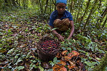 Girl collects low-quality Wild coffee (Coffea arabica) beans fallen from trees after storm in the forest of Mankira,  Kaffa, Southern Ethiopia, East Africa December 2008