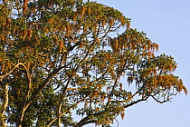 Hagenia / African redwood (Hagenia abyssinica) flowering tree, Endemic to Afromontane regions, Kaffa zone, Southern Ethiopia, East Africa December 2008