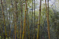 Solid-stemmed / African bamboo forest (Oxytenanthera abyssinica) Kaffa zone, Southern Ethiopia, East Africa December 2008