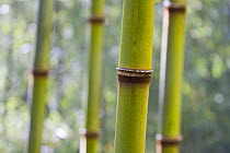 Solid-stemmed / African bamboo (Oxytenanthera abyssinica) Kaffa zone, Southern Ethiopia, East Africa December 2008