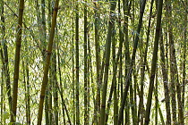 Solid-stemmed / African bamboo forest (Oxytenanthera abyssinica) Kaffa zone, Southern Ethiopia, East Africa December 2008