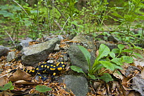European / Fire salamander (Salamandra salamandra) on Beech (Fagus sylvatica) forest floor, Eastern Slovakia