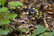 European / Fire salamander (Salamandra salamandra) on Beech (Fagus sylvatica) forest floor, Eastern Slovakia