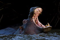 Hippopotamus (Hippopotamus amphibius) giving yawn threat, Gojeb river, Kaffa Zone, Southern Ethiopia, East Africa December 2008