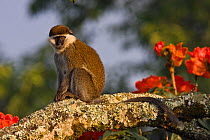 Grivet / Vervet monkey (Chlorocebus / Cercopithecus aethiops) sitting on branch, Kaffa Zone, Southern Ethiopia, East Africa December 2008