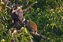 Grivet / Vervet monkey (Chlorocebus / Cercopithecus aethiops) group interacting, Kaffa Zone, Southern Ethiopia, East Africa December 2008
