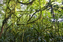 Dense vegetation with dracaenas (Dracaena afromontana) in Afromontane cloud forest, Koma forest, Bonga, Kaffa Zone, Southern Ethiopia, East Africa December 2008