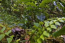 Squeaker frog (family Arthroleptidae) on rainforest floor, Kaffa Zone, Southern Ethiopia, East Africa December 2008