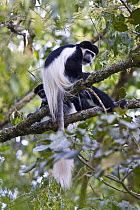 Black and white colobus / Guereza monkeys (Colobus guereza) adult and young among foliage, Kaffa Zone, Southern Ethiopia, East Africa December 2008