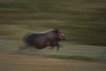 Bush pig / Red Riverine hog (Potamocherus larvatus) running, Kaffa zone, Southern Ethiopia, East Africa December 2008