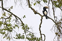 Silvery cheecked Hornbill (Bycanistes brevis) adult male, Kaffa, Southern Ethiopia, East Africa December 2008