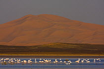 Greater flamingoes (Phoenicopterus ruber) and Ruddy shelducks (Tadorna ferruginea) in the temporary lake at the foothills of the Erg Chebbi, Merzouga, Morocco, NW Africa December 2008