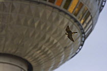 Peregrine falcon (Falco peregrinus) adult female flying against the TV tower of Alexanderplatz in the center of Berlin, Germany