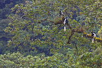 Black and white colobus / Guereza monkeys (Colobus guereza) sitting on Fig (Ficus sp.) tree in forest canopy, Kaffa Zone, Southern Ethiopia, East Africa December 2008